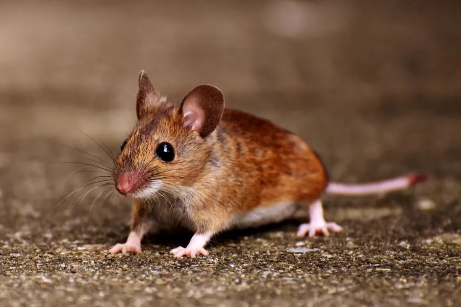 Basement Mouse Treatment experts in Springfield, VA