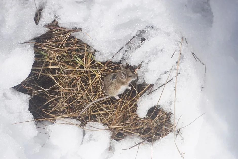 Basement Mouse Treatment in Central Springfield