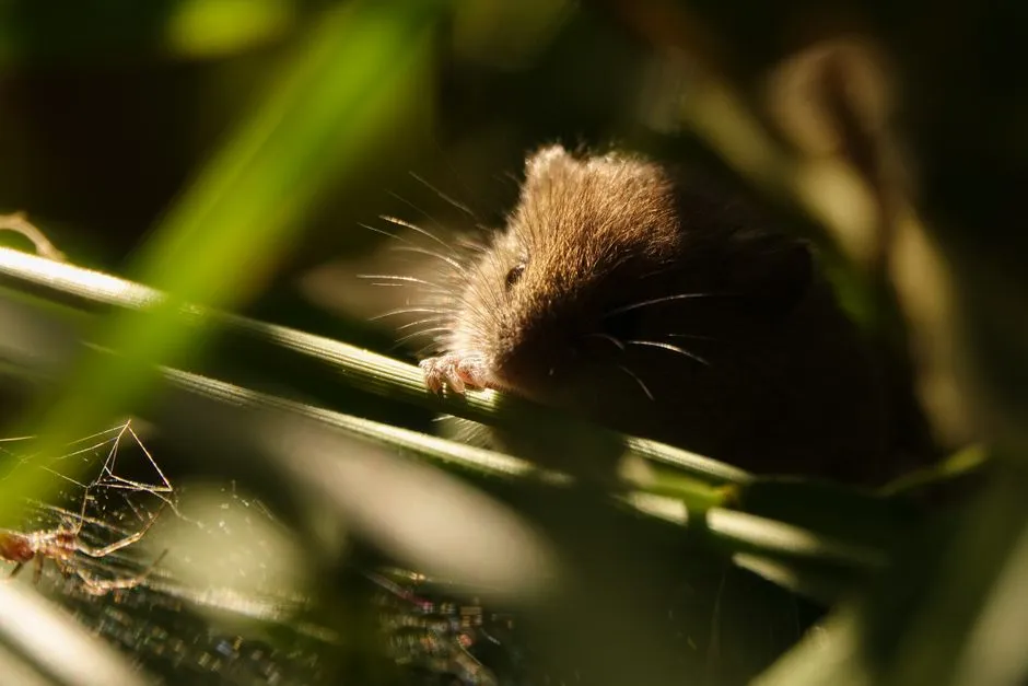 Basement Mouse Treatment in Springfield Estates