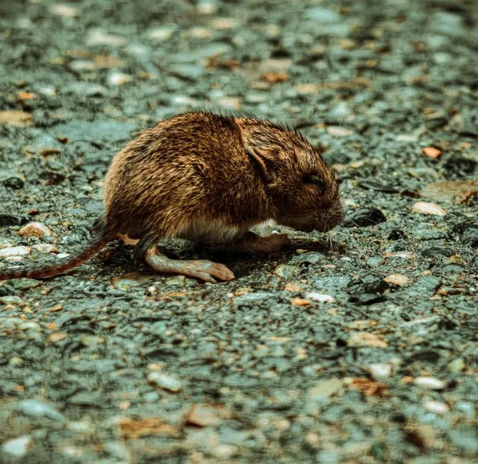 Basement Mouse Treatment in Springfield, VA