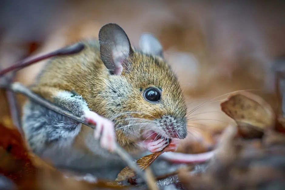 Basement Mouse Treatment Springfield VA