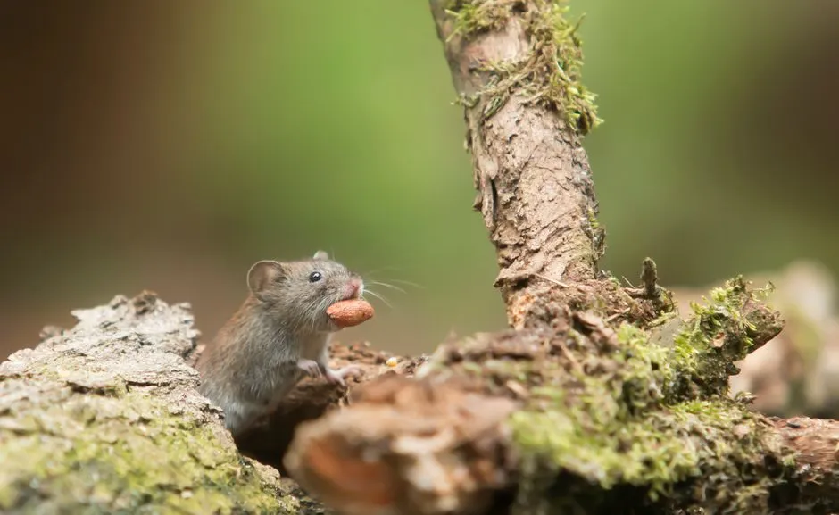 Benefits of Mice Extermination in Springfield