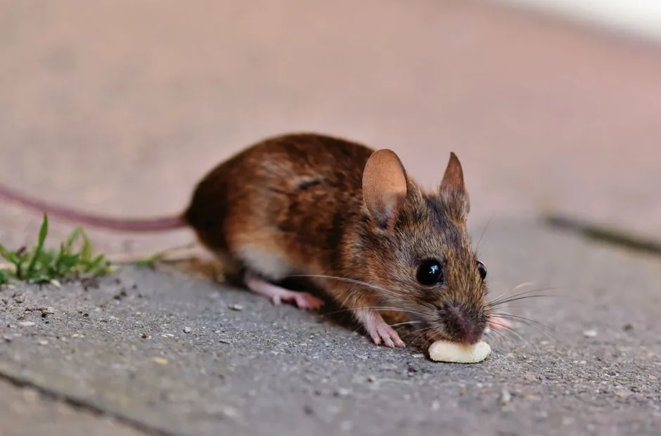 Benefits of Mouse Control in Springfield
