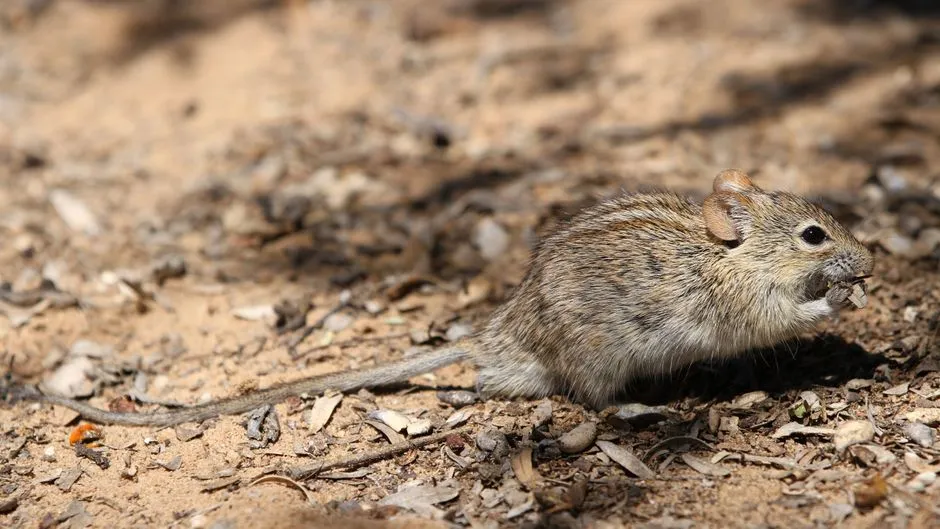Benefits Of Mouse Extermination In Monticello Forest