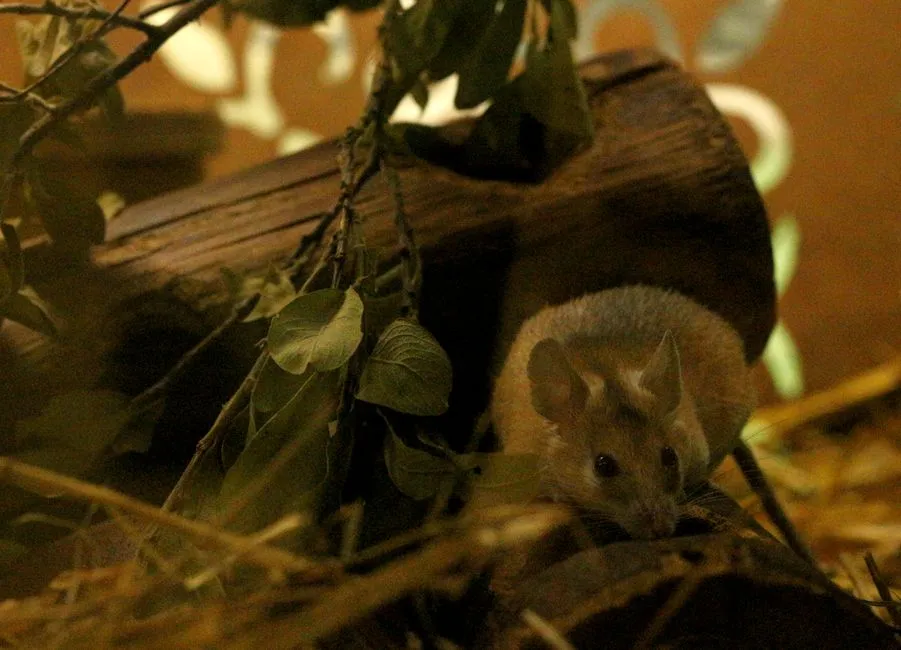 Benefits Of Mouse Extermination In Springfield Estates