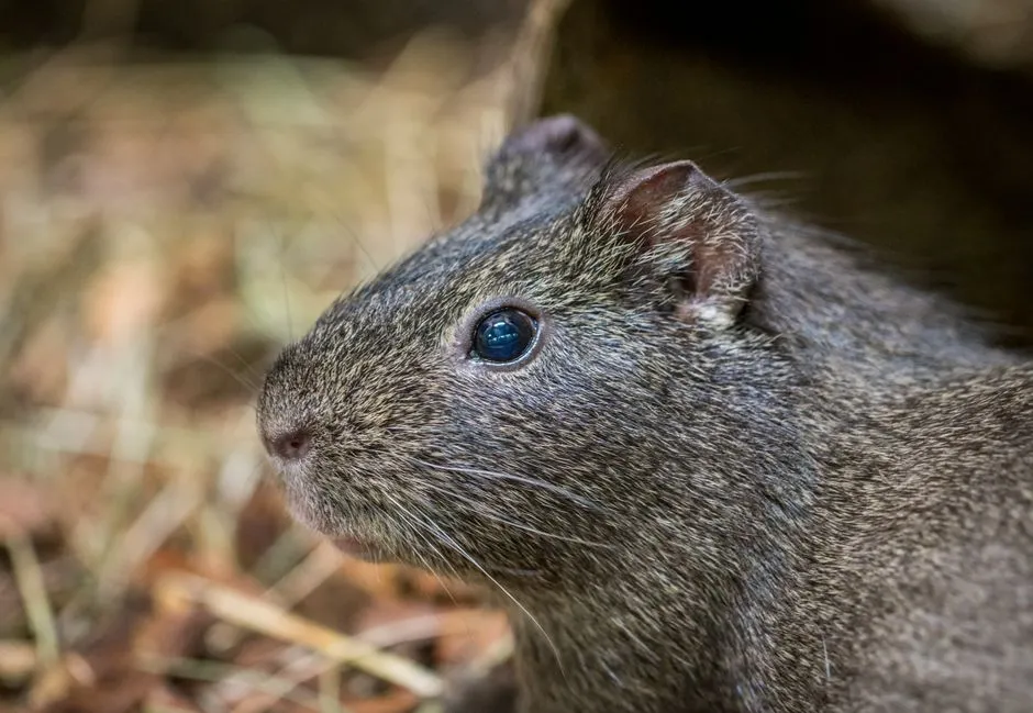 Benefits Of Mouse Extermination In Springfield Forest