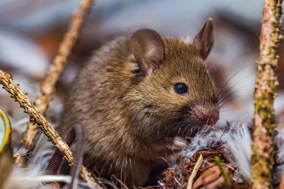 Benefits of Rodent Removal in Springfield