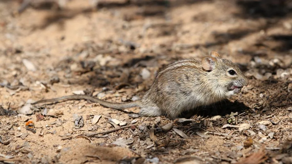 How Much Does Mouse Control Cost in Fairfax County Homes?