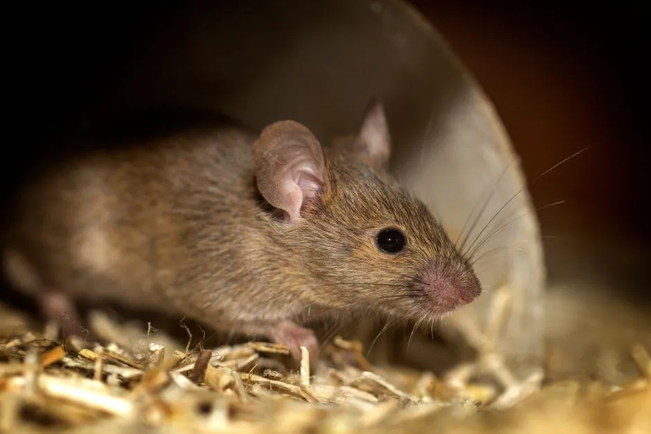 Mice Extermination in Central Springfield