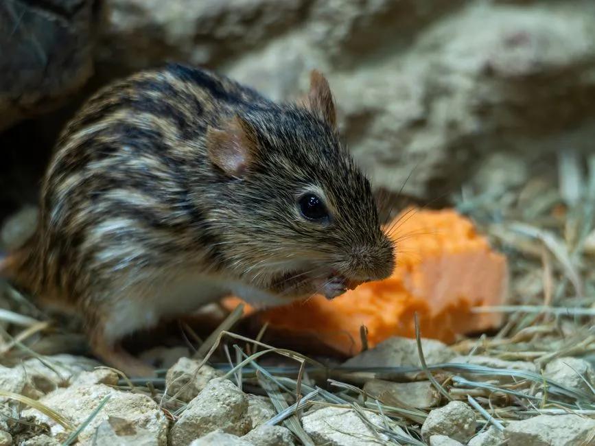 Mice Extermination in Springfield Estates