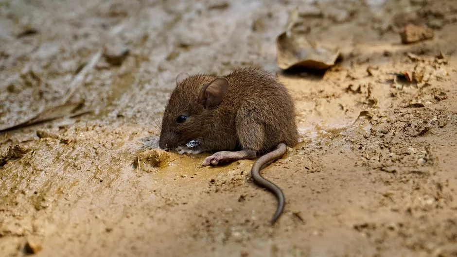 Mice Extermination in Springfield Forest
