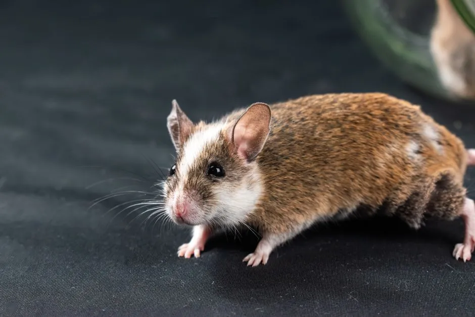 Mice Extermination in Springfield, VA