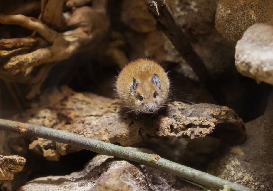 Mice Extermination Springfield VA
