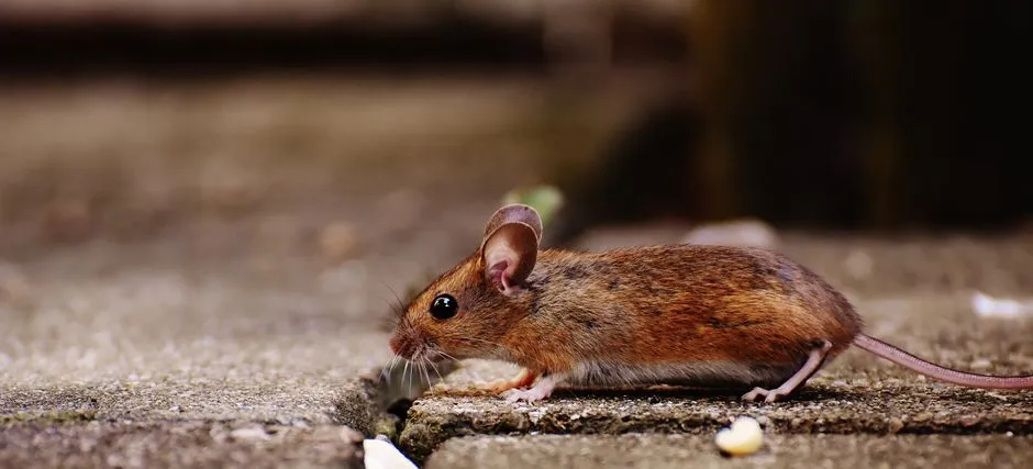 Mouse Extermination technician in Springfield, VA