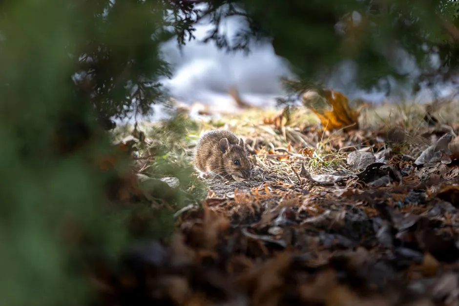 Rodent Removal experts in Springfield, VA
