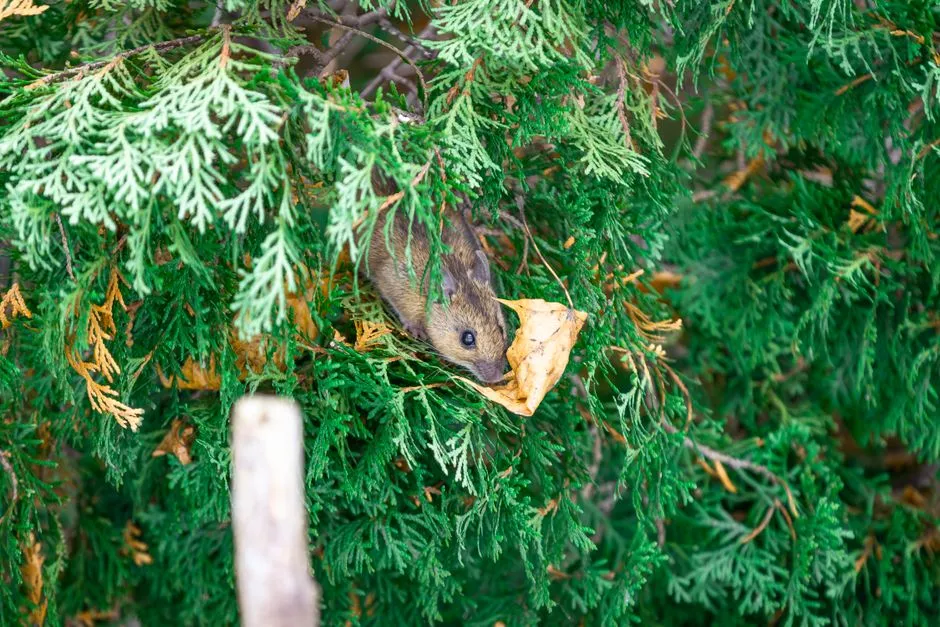 Rodent Removal in Springfield Estates