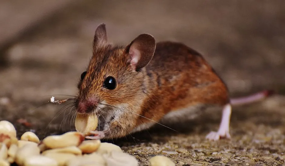 Rodent Removal in Springfield Forest