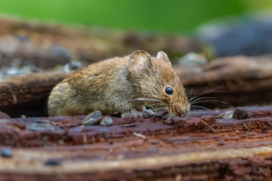 Rodent Removal in Springfield, VA
