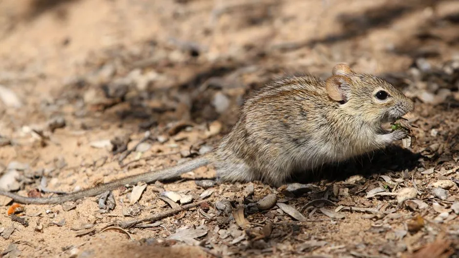 Rodent Removal Springfield VA